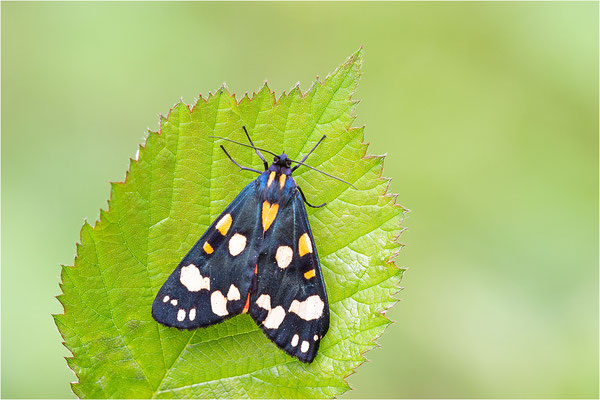 Schönbär (Callimorpha dominula), Deutschland, Baden-Württemberg