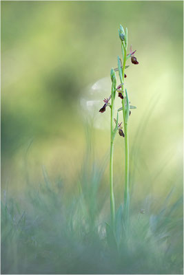 Ophrys x royanensis (=drumana x insectifera), Frankreich, Dep. Isere