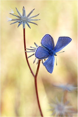 Kleiner Esparsetten-Bläuling (Polyommatus thersites), Männchen, Frankreich, Ardèche