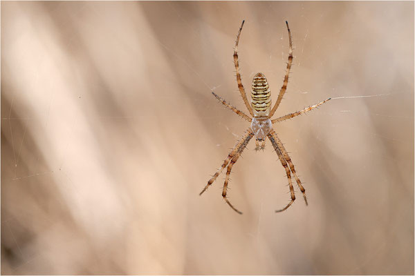 Wespenspinne (Argiope bruennichi), Männchen, Deutschland, Baden-Württemberg