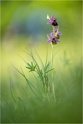 Ophrys aveyronensis
