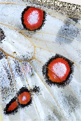 lithographicus