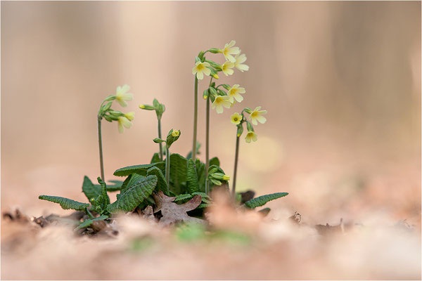 Hohe Schlüsselblume (Primula elatior), Deutschland, Baden-Württemberg