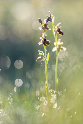 Ophrys ×costei - Ophrys aveyronenis × Ophrys passionis