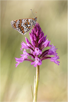 Wegerich-Scheckenfalter (Melitaea cinxia), Frankreich, Ardèche