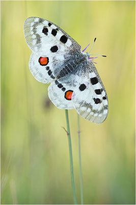Roter Apollo (Parnassius apollo lithographicus), Deutschland, Oberbayern