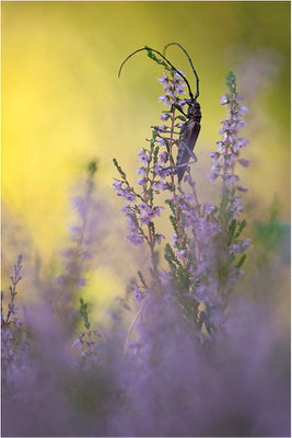 Moschusbock (Aromia moschata), Schweden, Bohuslän,