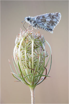 Foulquier´s Würfel-Dickkopffalter (Pyrgus bellieri), Frankreich, Ardèche
