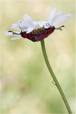 Beilfleck-Widderchen (Zygaena loti), Paarung, Schweiz, Kanton Bern