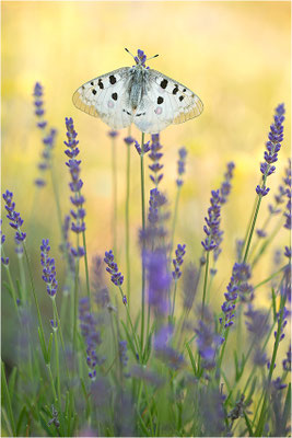 Roter Apollo (Parnassius apollo venaissimus), Frankreich, Dep. Vaucluse