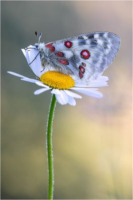Roter Apollo (Parnassius apollo calmensis), Schweiz, Kanton Fribourg