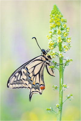 Schwalbenschwanz (Papilio machaon), Deutschland, Baden-Württemberg