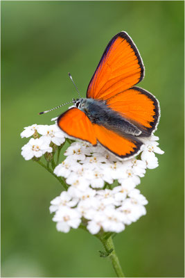 Lilagold-Feuerfalter (Lycaena hippothoe eurydame), Männchen, Italien, Piemont, 1600m