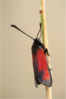 Mannstreu-Widderchen (Zygaena erythrus), Frankreich, Ardèche