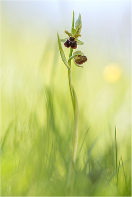 Spinnen-Ragwurz (Ophrys sphegodes), Südlicher Oberrhein, Baden-Württemberg