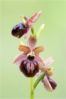 Ophrys ×costei - Ophrys aveyronenis × Ophrys passionis