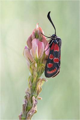 Esparsetten-Widderchen (Zygaena carniolica), Italien, Region Aostatal, 900m