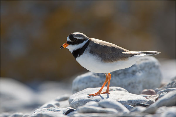 Sandregenpfeifer (Charadrius hiaticula), Gotland, Schweden