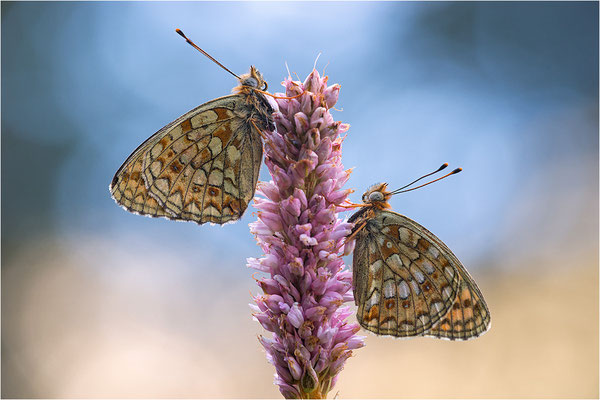 Stiefmütterchen-Perlmutterfalter (Argynnis niobe), Italien, Region Aostatal, 2000m