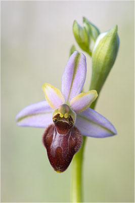 Ophrys splendida, Var