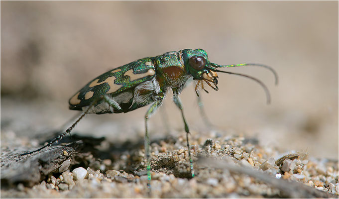 Lophyra flexuosa flexuosa, Frankreich, Drôme