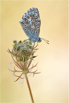 Himmelblauer Bläuling (Polyommatus bellargus), Männchen, Deutschland, Baden-Württemberg