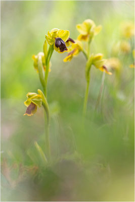 Ophrys phryganae