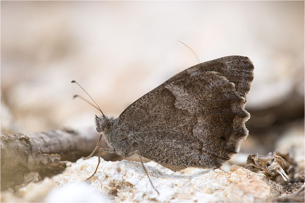 Eisenfarbiger Samtfalter (Hipparchia statilinus), Frankreich, Dep. Drôme