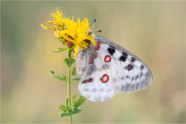 Roter Apollo (Parnassius apollo nivatus), Frankreich, Jura