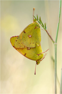 Hufeisenklee-Gelbling/Goldene Acht (Colias alfacariensis/Colias hyale), Spanien, Pyrenäen, Prov. Lleida