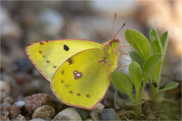 Hufeisenklee-Gelbling (Colias alfacariensis), Deutschland, Baden-Württemberg
