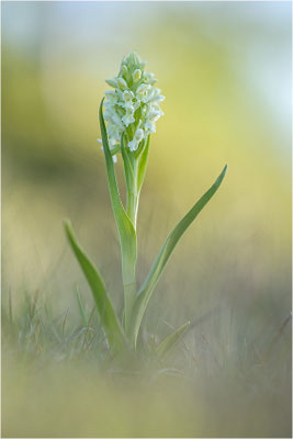 Strohgelbe Fingerwurz (Dactylorhiza ochroleuca), Schweden, Gotland