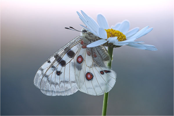 Roter Apollo (Parnassius apollo nivatus), Frankreich, Dep. Jura