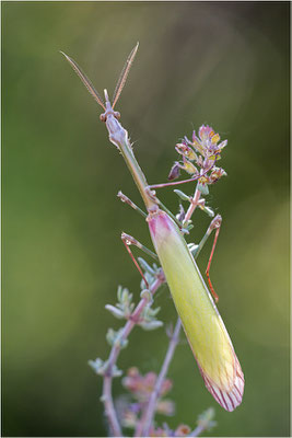 Hauben-Fangschrecke (Empusa pennata), Männchen, Frankreich, Drôme
