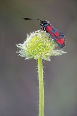 Beilfleck-Widderchen (Zygaena loti), Frankreich, Savoye