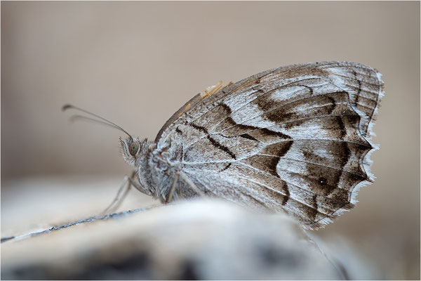 Hipparchia fidia, Frankreich Dep. Var