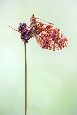 Natterwurz-Perlmuttfalter (Boloria titania), Frankreich, Dep. Hautes-Alpes