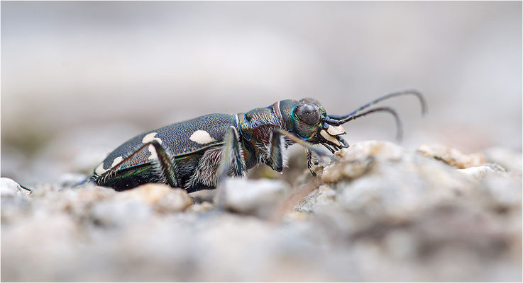 Dünen-Sandlaufkäfer (Cicindela transversalis transversalis), Italien, Region Aostatal, 1600m