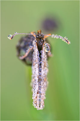 Östlicher Scheckenfalter (Melitaea britomartis), Deutschland, Bayern