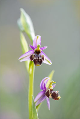 Ophrys annae