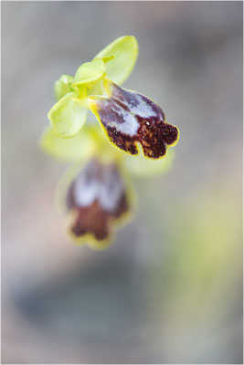Ophrys bilunulata