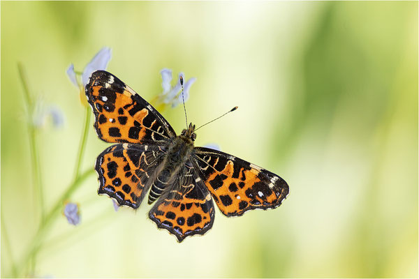 Landkärtchen (Araschnia levana), Frühjahrsform, Deutschland, Baden-Württemberg