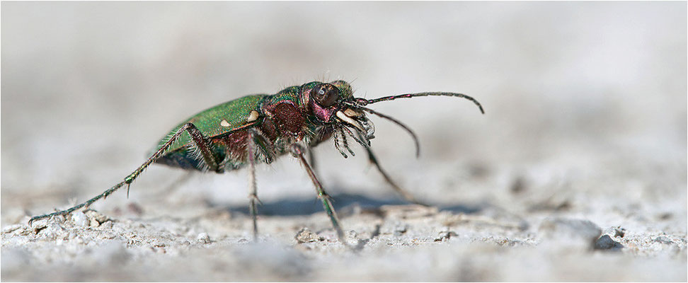 Feld-Sandlaufkäfer (Cicindela campestris), Deutschland, Baden-Württemberg