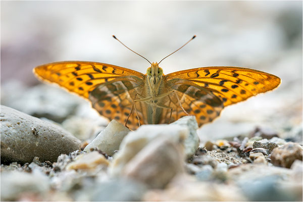 Kaisermantel (Argynnis paphia), Deutschland, Baden-Württemberg