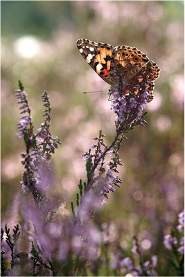 Distelfalter (Vanessa cardui), Schweden, Dalsland