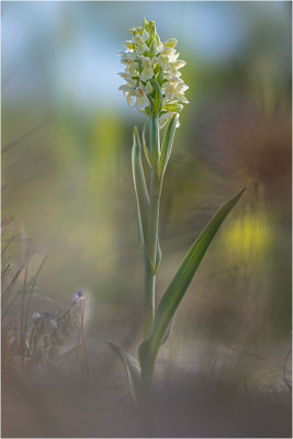 Dactylorhiza ochroleuca