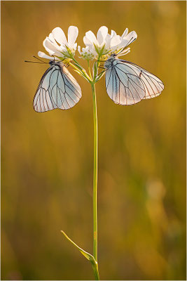 Baumweißling (Aporia crataegi), Frankreich, Ardèche