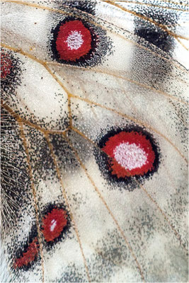 caloriferus
