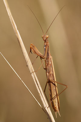 Europäische Gottesanbeterin (Mantis religiosa), Männchen, Deutschland, Baden-Württemberg