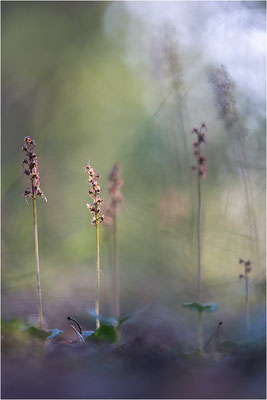 Kleines Zweiblatt (Listera cordata), Gotland, Schweden
